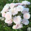 Heirloom Roses Rural England Clearance