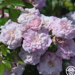 Heirloom Roses Rural England Clearance