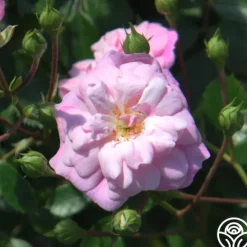 Heirloom Roses Rural England Clearance