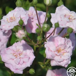 Heirloom Roses Rural England Clearance