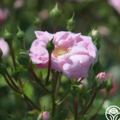Heirloom Roses Rural England Clearance