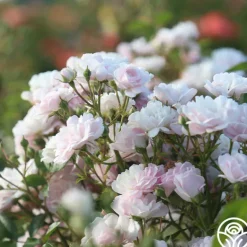 Heirloom Roses Rural England Clearance