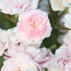 Heirloom Roses Rural England Clearance