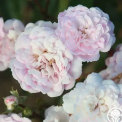 Heirloom Roses Rural England Clearance