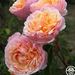 Heirloom Roses Ruth Clements™ Clearance