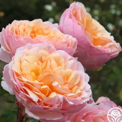 Heirloom Roses Ruth Clements™ Clearance