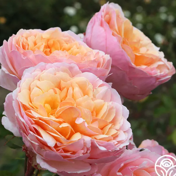 Heirloom Roses Ruth Clements™ Clearance