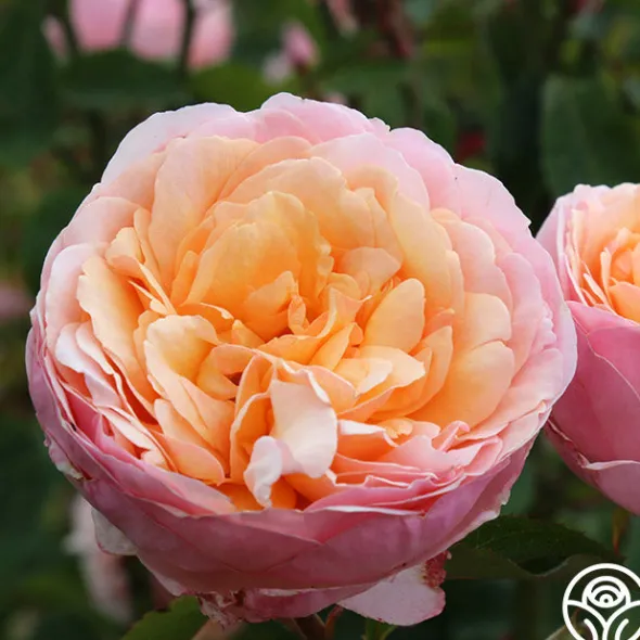Heirloom Roses Ruth Clements™ Clearance