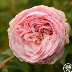 Heirloom Roses Ruth Clements™ Clearance