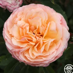 Heirloom Roses Ruth Clements™ Clearance