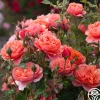 Heirloom Roses Safari™ Best