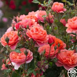 Heirloom Roses Safari™ Best