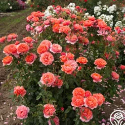 Heirloom Roses Safari™ Best