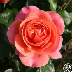 Heirloom Roses Safari™ Best