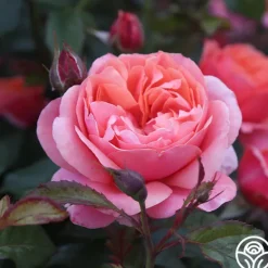 Heirloom Roses Safari™ Best