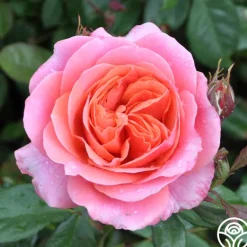 Heirloom Roses Safari™ Best
