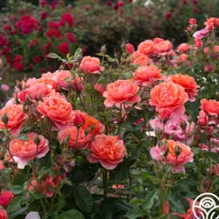 Heirloom Roses Safari™ Best