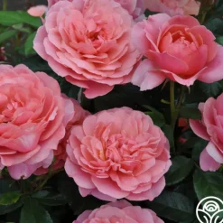 Heirloom Roses Safari™ Best