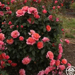 Heirloom Roses Safari™ Best