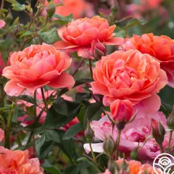 Heirloom Roses Safari™ Best