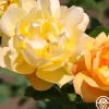 Heirloom Roses Saffron Summer™ Best