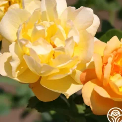 Heirloom Roses Saffron Summer™ Best