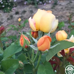 Heirloom Roses Saffron Summer™ Best
