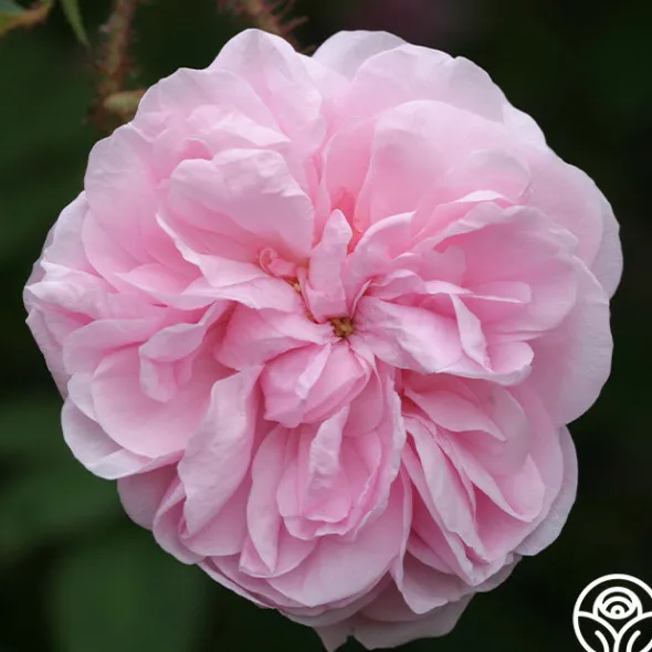 Heirloom Roses Salet New