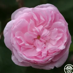 Heirloom Roses Salet New