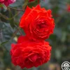 Heirloom Roses Salita™ Best