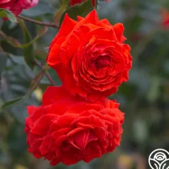 Heirloom Roses Salita™ Best