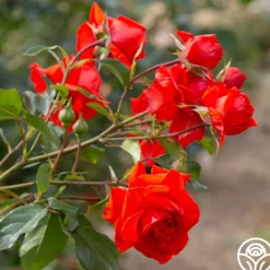 Heirloom Roses Salita™ Best
