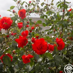 Heirloom Roses Salita™ Best