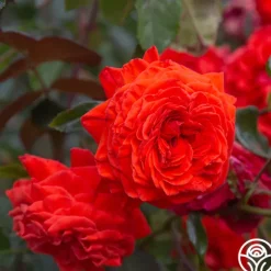 Heirloom Roses Salita™ Best