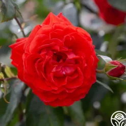 Heirloom Roses Salita™ Best