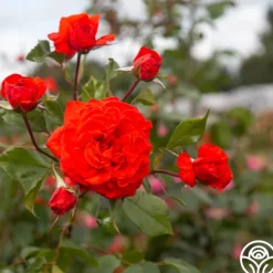 Heirloom Roses Salita™ Best