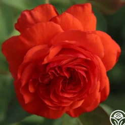 Heirloom Roses Salita™ Best
