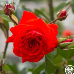 Heirloom Roses Salita™ Best