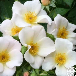 Heirloom Roses Sally Holmes Best