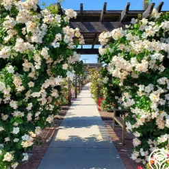 Heirloom Roses Sally Holmes Best