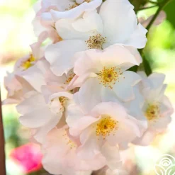 Heirloom Roses Sally Holmes Best