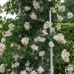 Heirloom Roses Sally Holmes Best
