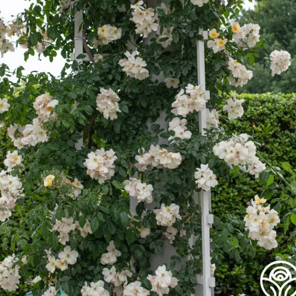 Heirloom Roses Sally Holmes Best