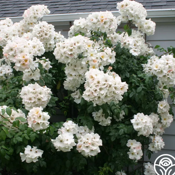 Heirloom Roses Sally Holmes Best