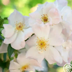 Heirloom Roses Sally Holmes Best