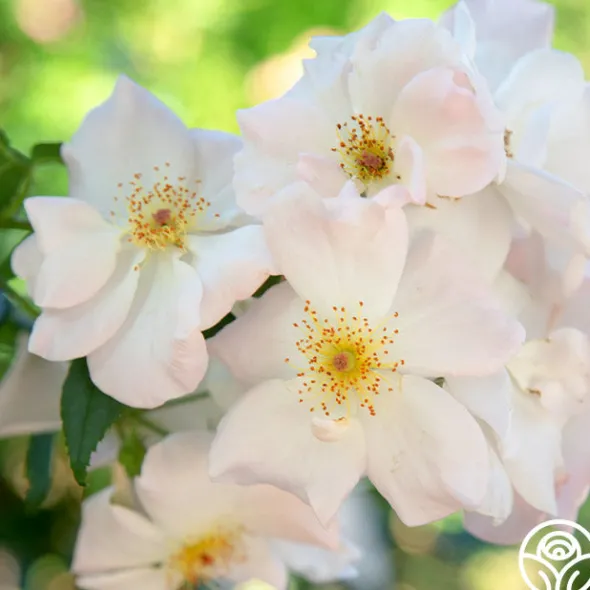 Heirloom Roses Sally Holmes Best