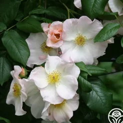 Heirloom Roses Sally Holmes Best