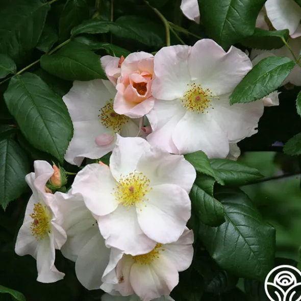 Heirloom Roses Sally Holmes Best