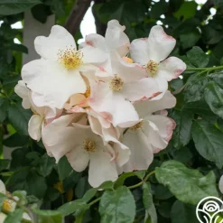 Heirloom Roses Sally Holmes Best
