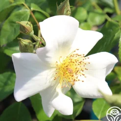Heirloom Roses Sally Holmes Best